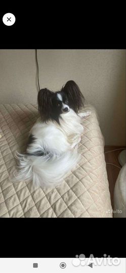 Щенки чихуахуа