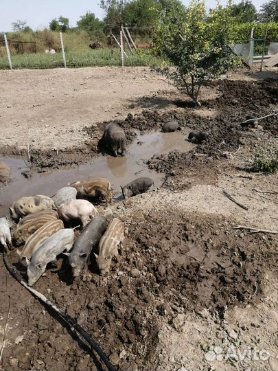 Вьетнамские вислобрюхие поросята