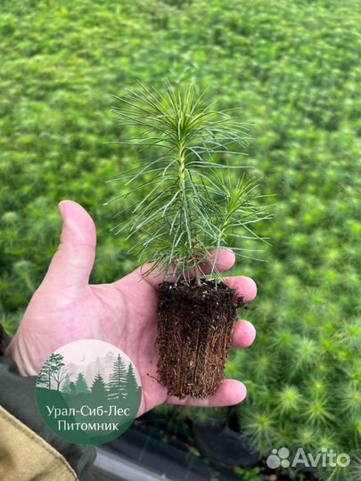 Зкс Сосна сеянцы Ели Лиственницы окс Голуб Горная
