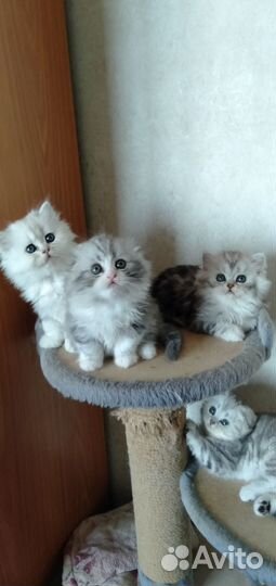 Шотландские котята