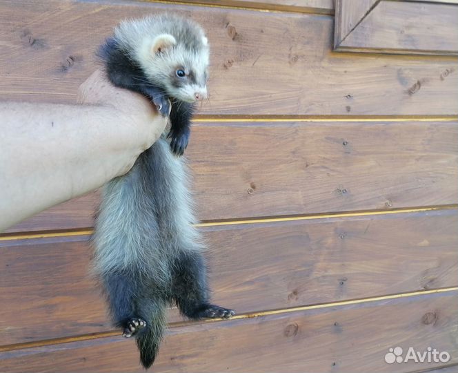 Хоречки разные