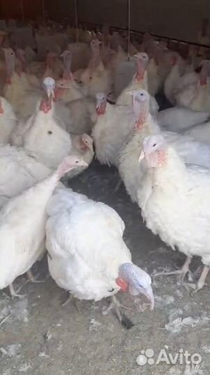 Индейка Виктория