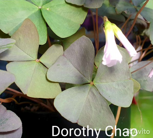 Кислица / Oxalis