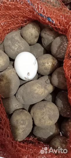 Картофель размером как посадочный