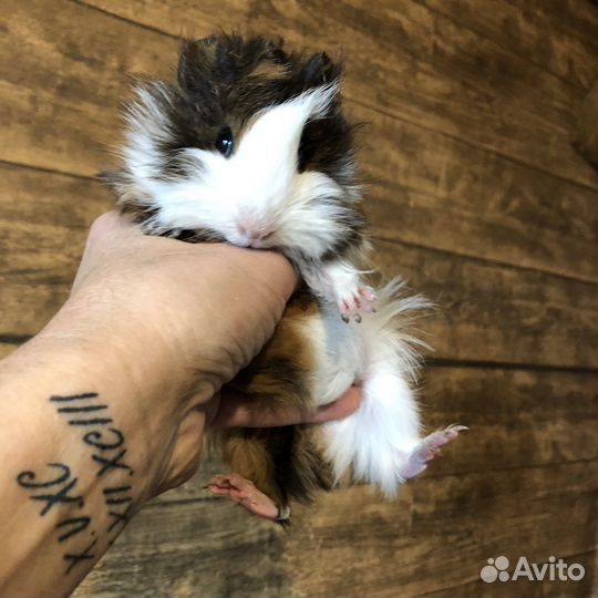 Морские свинки.Малыши.Перуанские.Девочки