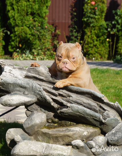 Американский булли экзот импорт Китай