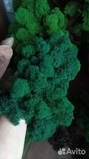 Мох Ягель Кочка стабилизированный