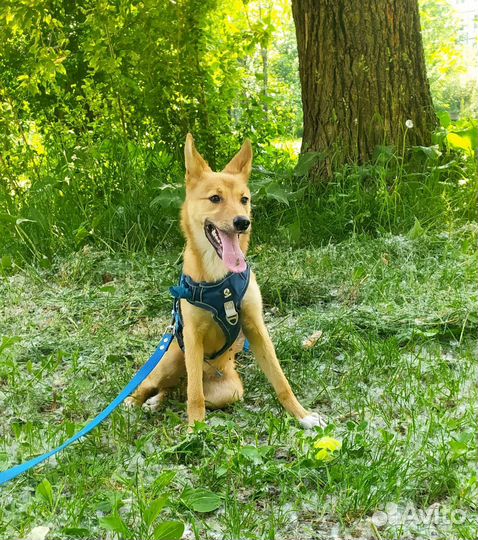 Щенки метисы в добрые руки