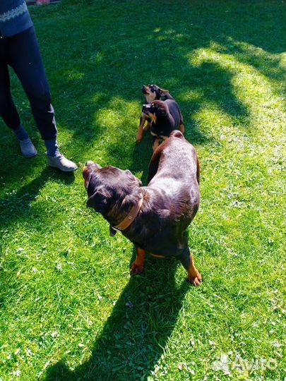 Щенки ротвейлера