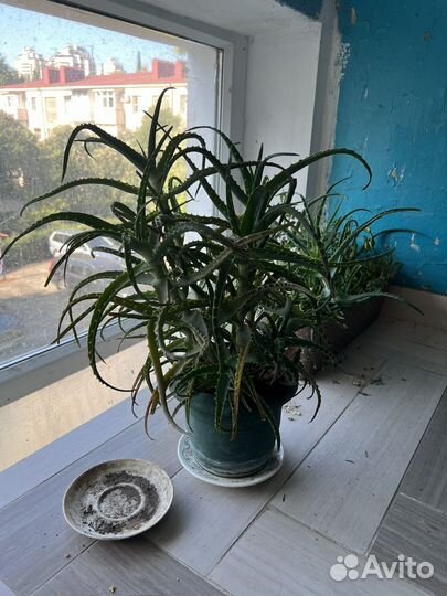 Алоэ Сочи центр