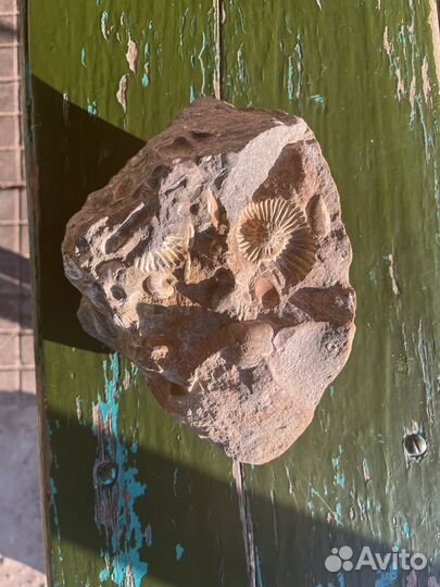 Окаменелости