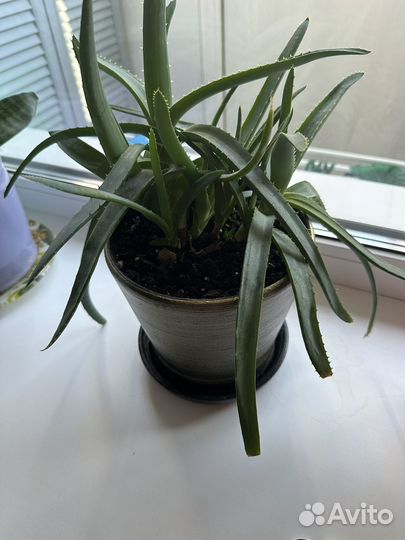 Алоэ вера растение