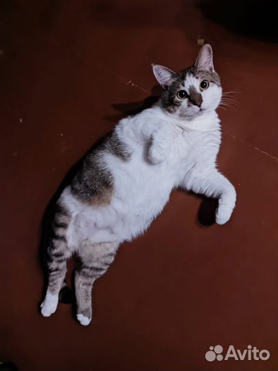 Кот