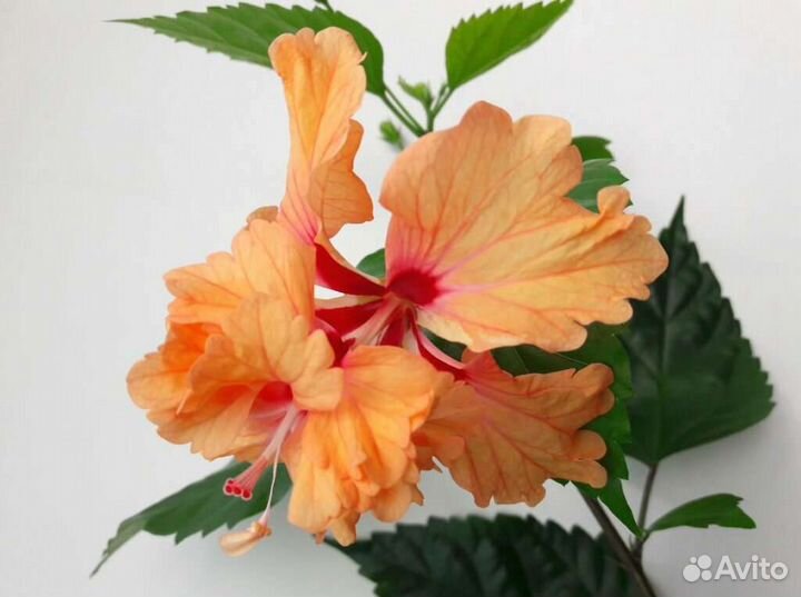 Гибискус Китайская роза Санрайз лососевая