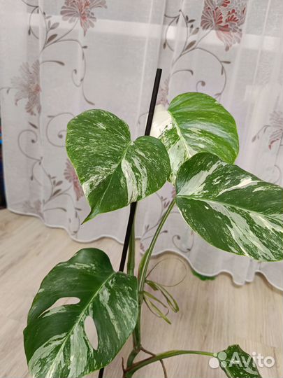 Монстера вариегатная