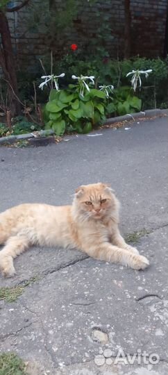 Вислоухий кот