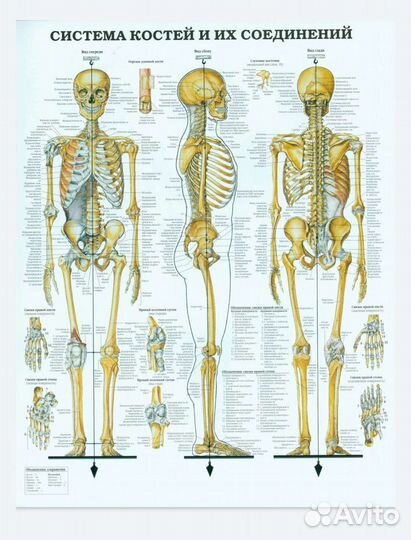 Плакаты анатомические