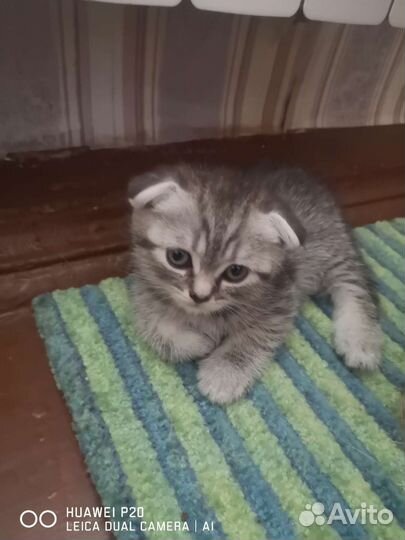 Шотландская вислоухая шиншилла