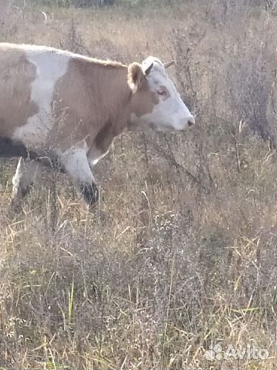 Телки.бычки