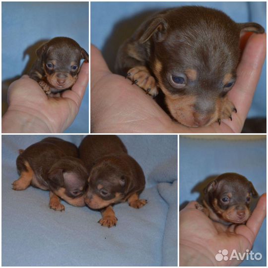 Мини той-терьер щенки