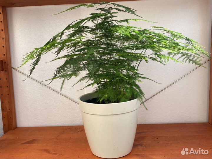 Папоротник аспарагус перистый диффенбахия