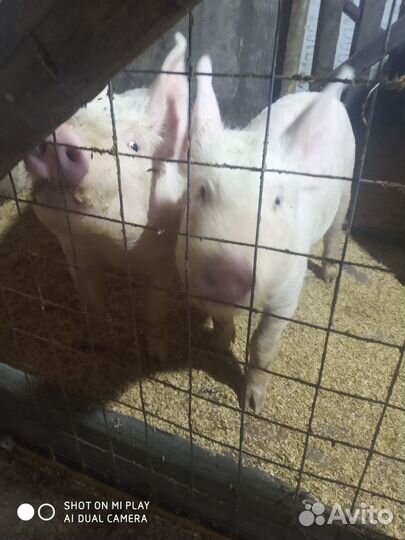 Поросята ландрас дюрок