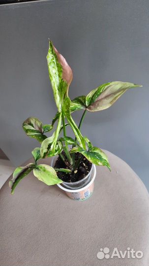 Комнатные растения