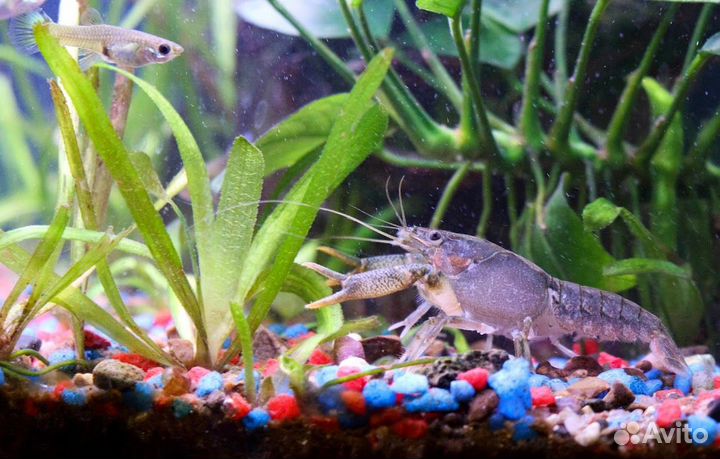 Аквариумные раки