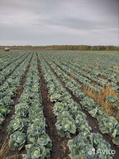 Капуста Агрессор