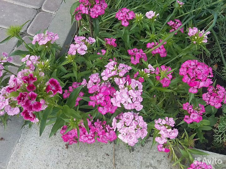 Растения уличные