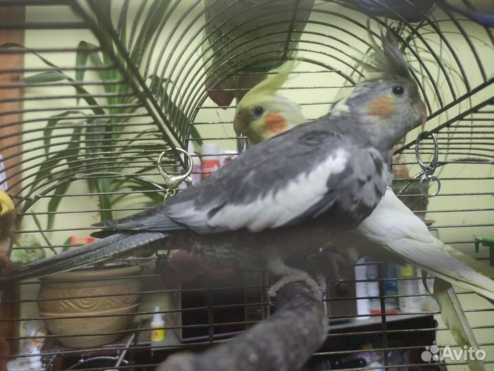 Попугай корелла