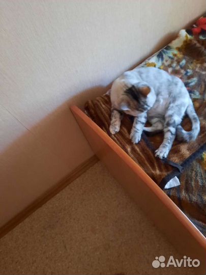 Передержка домашних животных