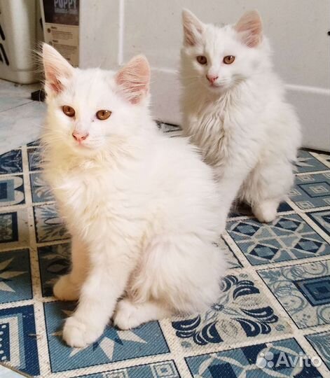 Котята курильского бобтейла