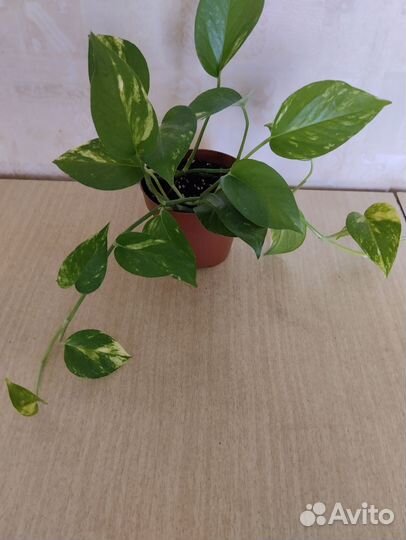 Продам цветы комнатные