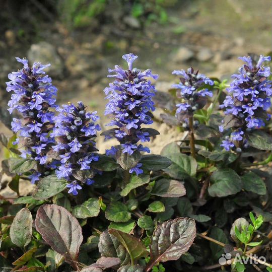 Живучка ползучая