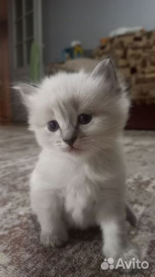 Котята