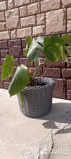 Кашпо из искусственного ротанга