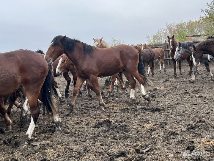 Продаются лошади