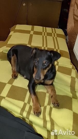 Отдам щенков в добрые руки бесплатно