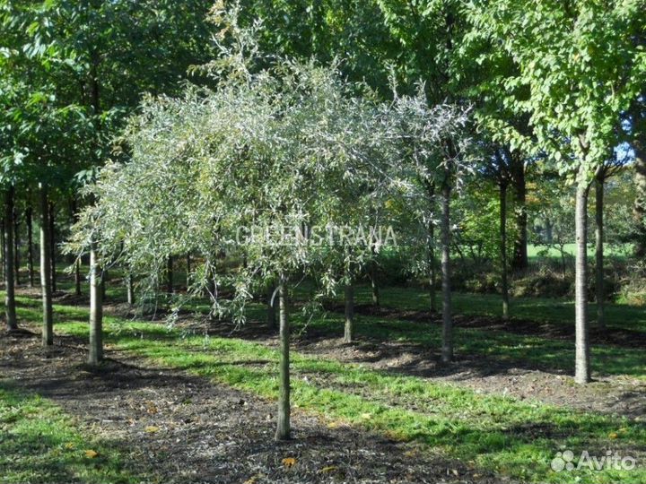 Груша иволистнаяPendula