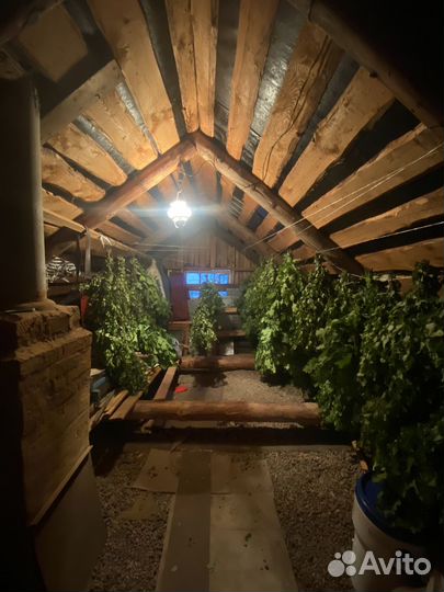 Веники для бани