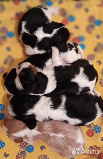 Кинг чарльз спаниель