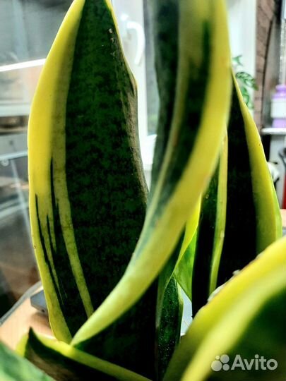 Сансевиерия Футура Суперба