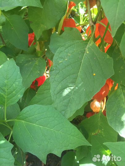 Цветы многолетники. Физалис