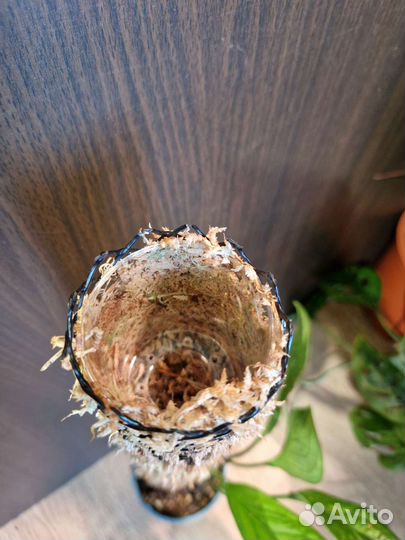 Тотем для растений