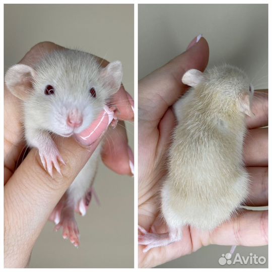 Ручные и ласковые крысята дамбо мальчики