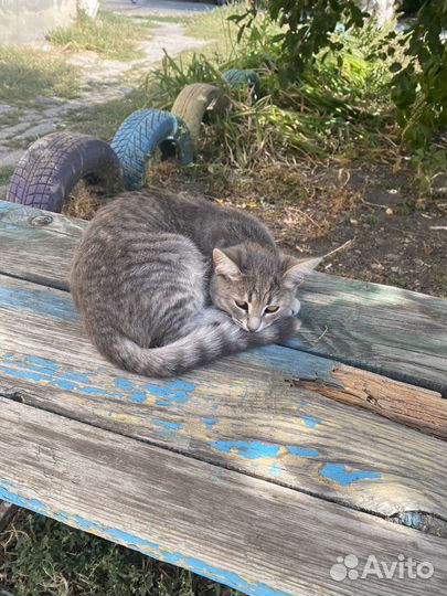Кошки и котята