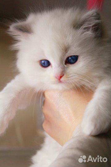Котята рэгдолл (продан)