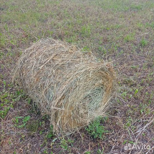 Сено в тюках