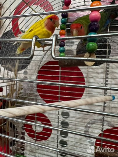 Попугай неразлучники